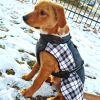 Alpine All-Weather Dog Coat