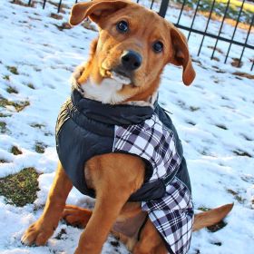 Alpine All-Weather Dog Coat (Color: Black and White Plaid, size: small)