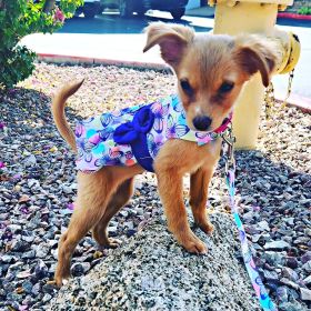 Purple Butterfly Dog Dress with Matching Leash (size: small)