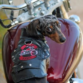 Biker Dawg (Color: Black, size: medium)